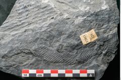 Foto (Detailansicht) von Sigillaria elongata Brongniart (NHMW-GEO-2024-0188-11073)